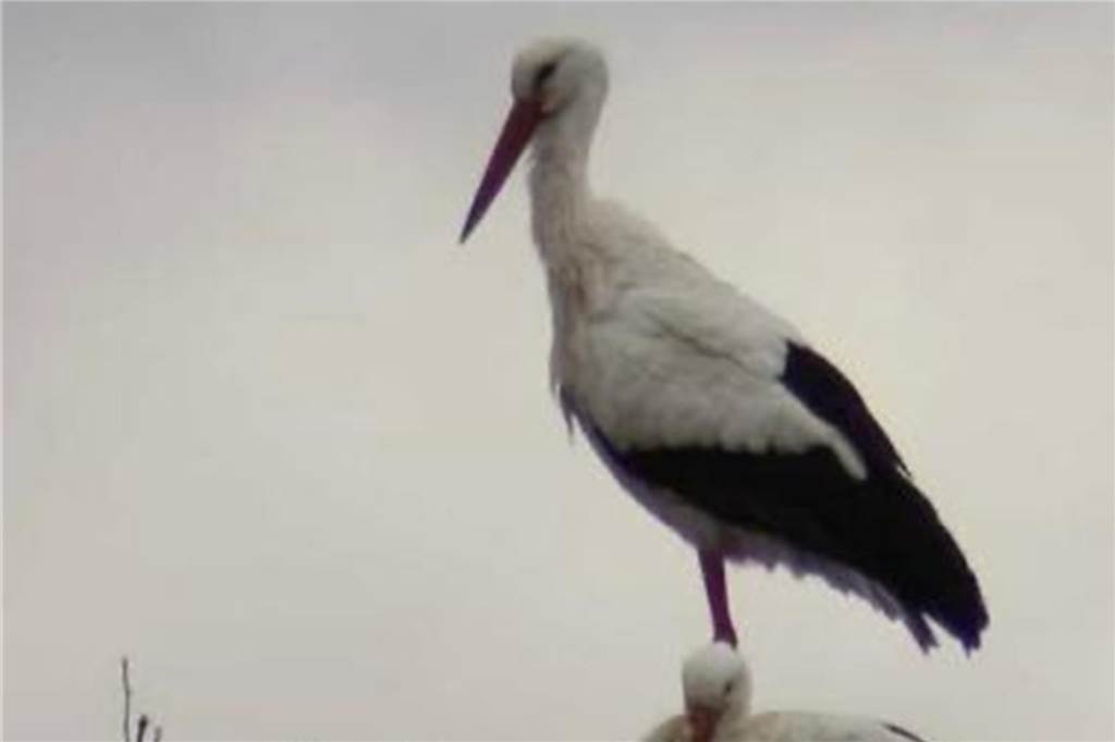 Zwei Vögel im Nest sind zu sehen.