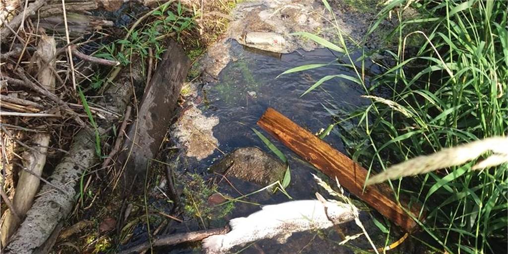 Tote Fische in Bocholter Aa bei Velen: Weiße Flüssigkeit im Gewässer Ein toter Fisch schwimmt in der Bocholter Aa zwischen Velen und Ramsdorf.