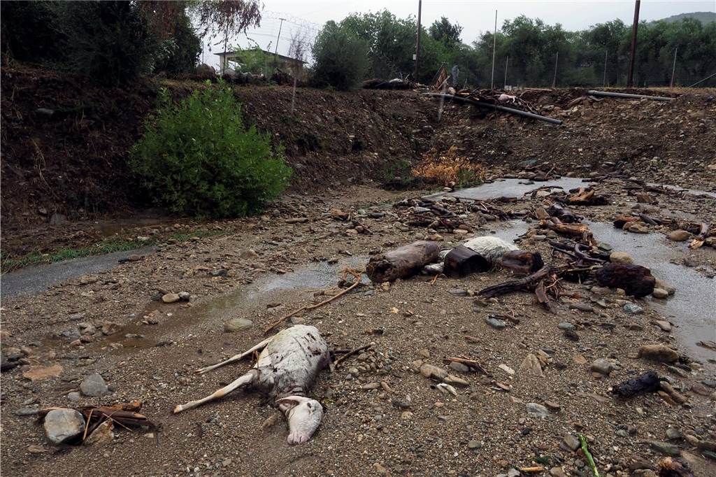 Schwere Unwetter in Griechenland: Rekordniederschläge und Chaos in den Städten Ein totes Tier liegt im Schlamm nach schweren Regenfällen. Die Zahl der Todesopfer der schweren Regenfälle, die Teile Griechenlands, der Türkei und Bulgariens heimgesucht haben, ist weiter gestiegen.