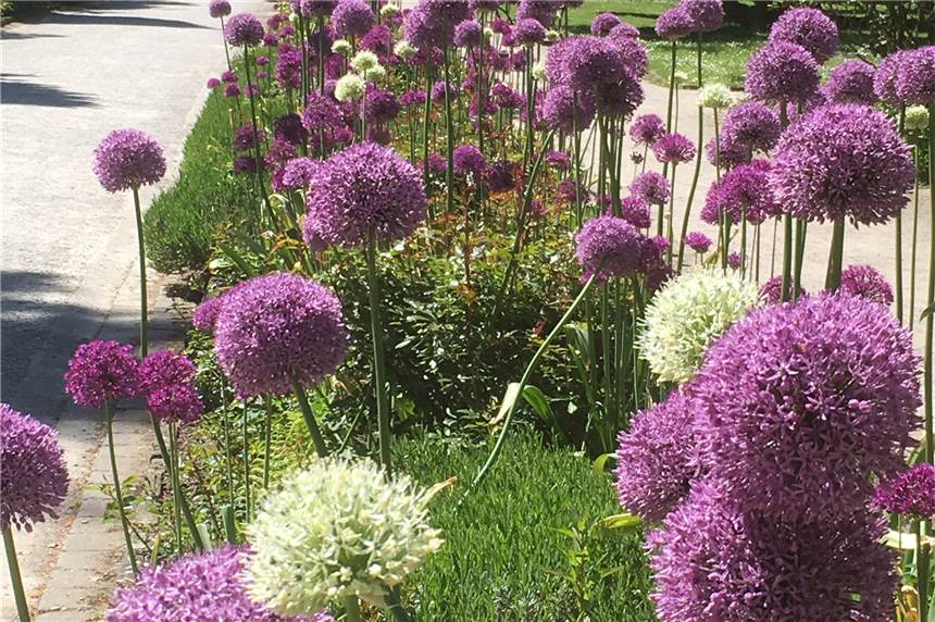 Ein Treffpunkt für Bienen und Hummeln: die „Zierlauch-Promenade“ im Botanischen Garten Rombergpark.