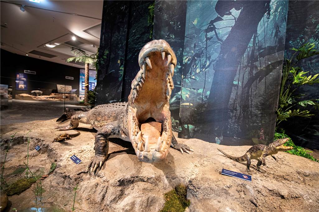 Naturmuseum in Dortmund: Der größte Saurier reicht bis in den ersten Stock Ein über dreieinhalb Meter langes Präparat eines Leistenkrokodils reist in der Ausstellung sein Maul auf.