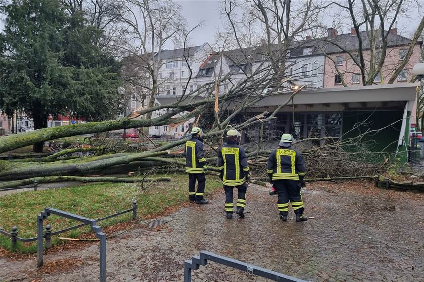 Sturmschäden: Bei Sonnenaufgang wird "das Ausmaß der Zerstörung sichtbar" Ein umgestürzte Baum am Nordmarkt verletzte am Freitag (18.1) ein Gast des beliebten Cafés "Grüner Salon".