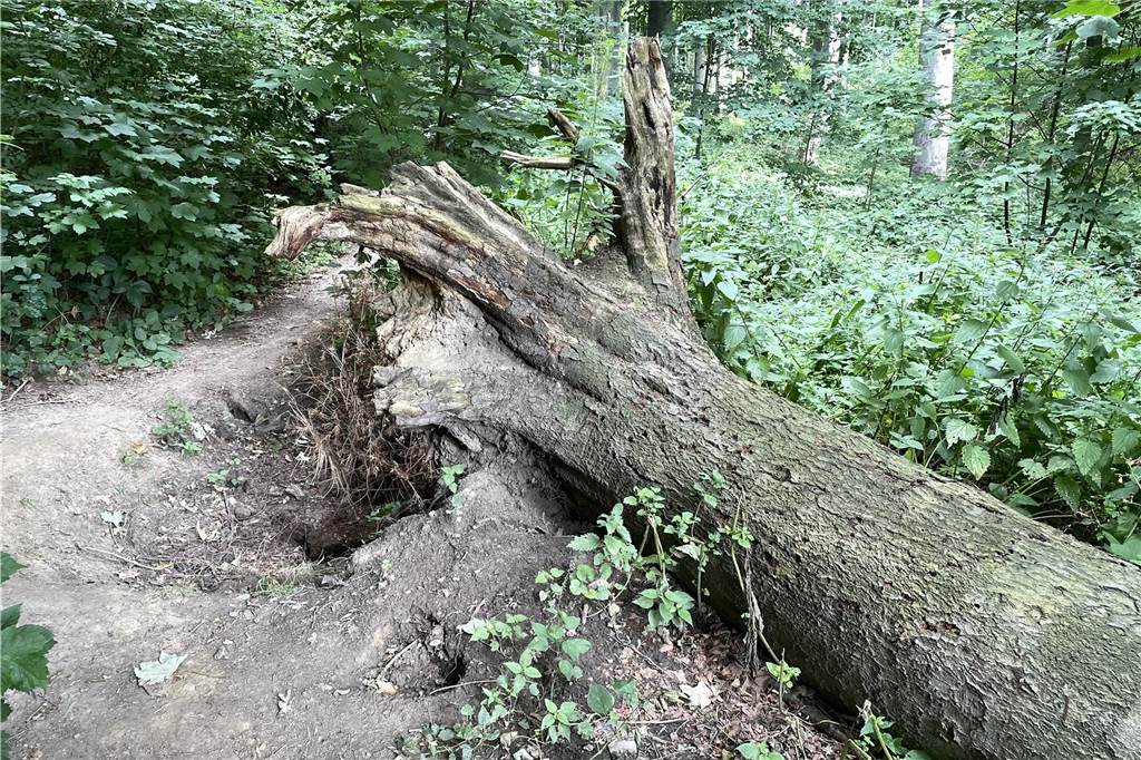 Nach Beschwerde: Anlieger müssen Verbindungsweg bald selbst reinigen Ein umgestürzter Baum, ein riesiges Loch im Waldstück entlang des Verbindungswegs: Karl-Heinz Quednau und die Anwohner sehen darin eine große Gefahr.