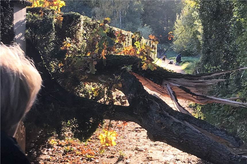 Umgestürzter Baum blockiert Fuß- und Radweg am Höchsten Ein umgestürzter Baum versperrt den Weg zwischen L'Arrivee und Haus Overkamp am Höchsten.
