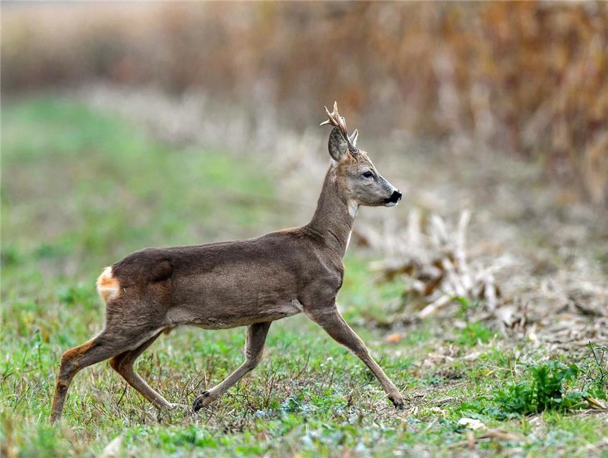 Spaziergänger findet geköpfte Ricke in Lembeck Ein Unbekannter hat seit März mehreren Tieren den Kopf abgeschnitten.