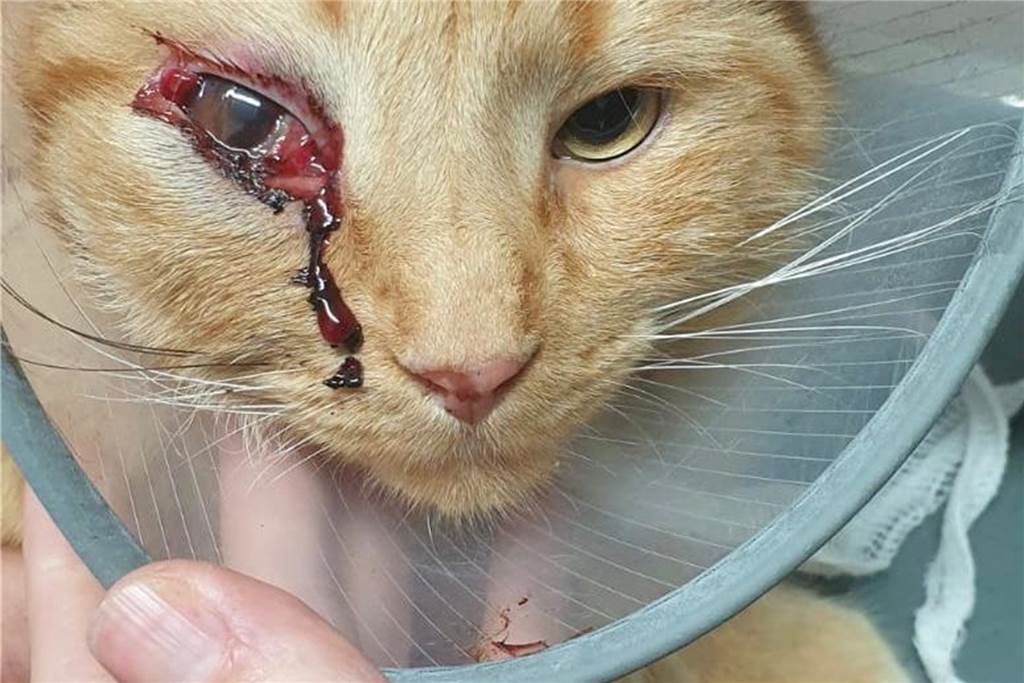 Unbekannter schießt mit Gewehr auf Kater Pummel - der hat jetzt eine Kugel im Kopf Ein Unbekannter schoss Kater Pummel ins Auge, das stark blutete.