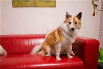 Ein Vermieter kann einem Mieter das Halten eines Hundes verbieten. Foto: Julian Stratenschulte