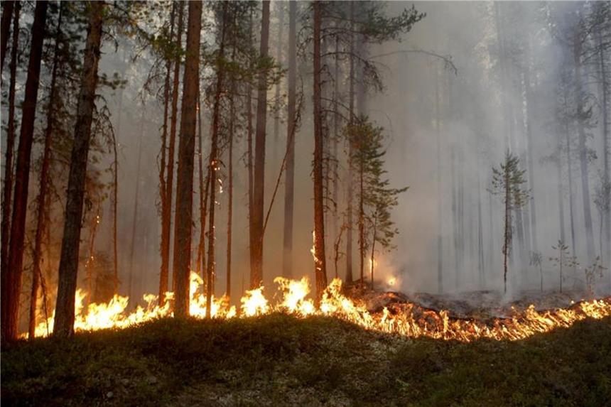 Grillen und Feuer in Schweden wegen Waldbrandgefahr verboten Ein Waldbrand in der Nähe von Ljusdal in Schweden. Foto: Mats Andersson/TT NEWSAGENCY