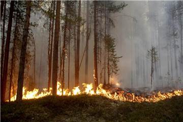 Ein Waldbrand in der Nähe von Ljusdal in Schweden. Foto: Mats Andersson/TT NEWSAGENCY