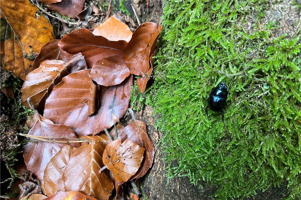 Alte Buche in der Haard gibt nicht auf: Ein Schatz für den Wald Waldmistkäfer an Baumstamm