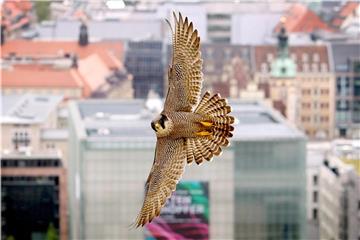 Ein Wanderfalke fliegt über der City von Leipzig. Foto: Sebastian Willnow/Archiv