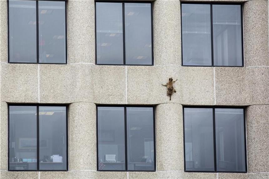 Ein Waschbär auf Irrwegen. Foto: Evan Frost/Minnesota Public Radio
