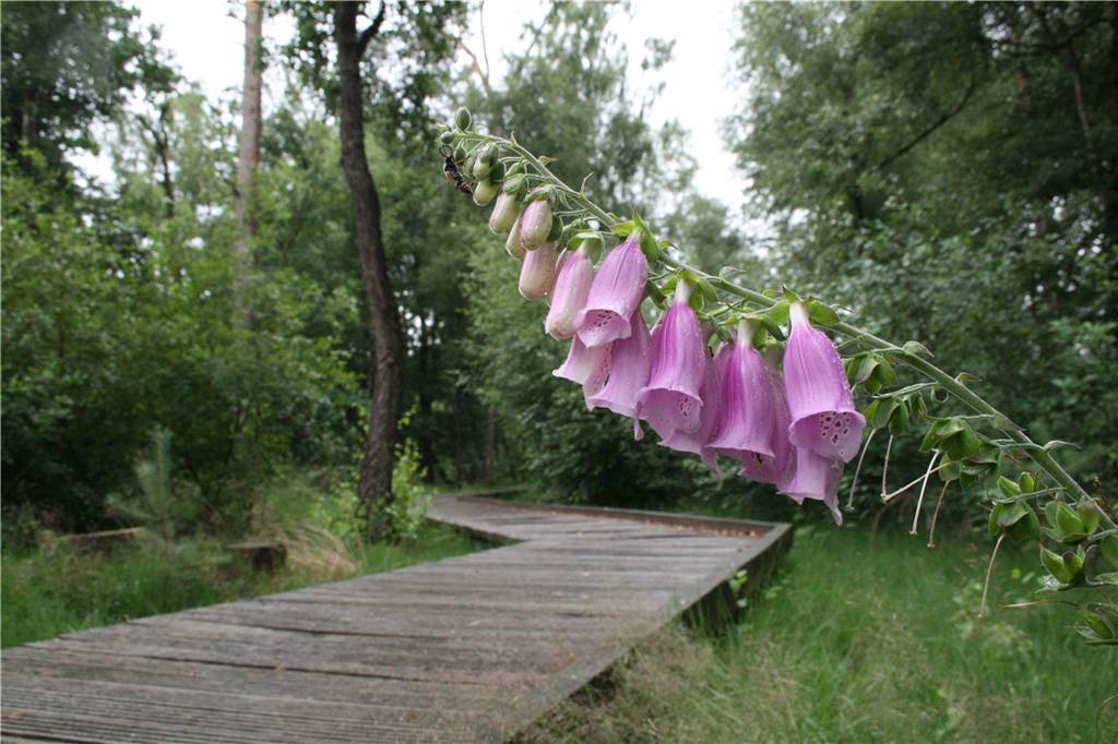 Regnerische Ruhe und magische Ecken im Schwatten Gatt in Vreden Ein Weg aus Holzplanken führt den Besucher durch das Schwatte Gatt.