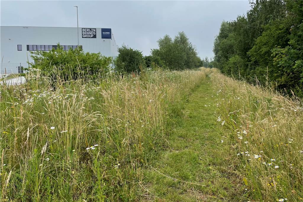 Industriegelände am Wahrbrink in Werne lockt jetzt Bienen und Eidechsen an Ein Weg führt durch die Wiese um das Gelände am Wahrbrink.