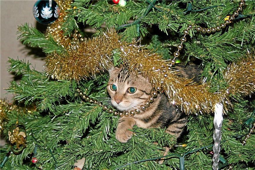 So lässt Ihre Katze die Pfoten vom Baum Ein Weihnachtsbaum kann für Katzen sehr verlockend sein, aber auch gefährlich. Deshalb gibt es in einem Haushalt wertvolle Tipps beim Aufstellen und Schmücken zu beachten.