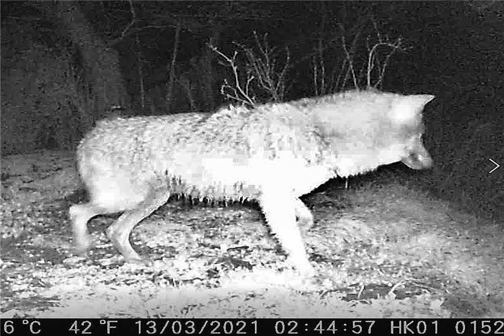 Hier wandert der erste Wolf durch Werne Ein weiteres Bild des Raubtieres aus derselben Fotofalle in Nähe der Capeller Straße.