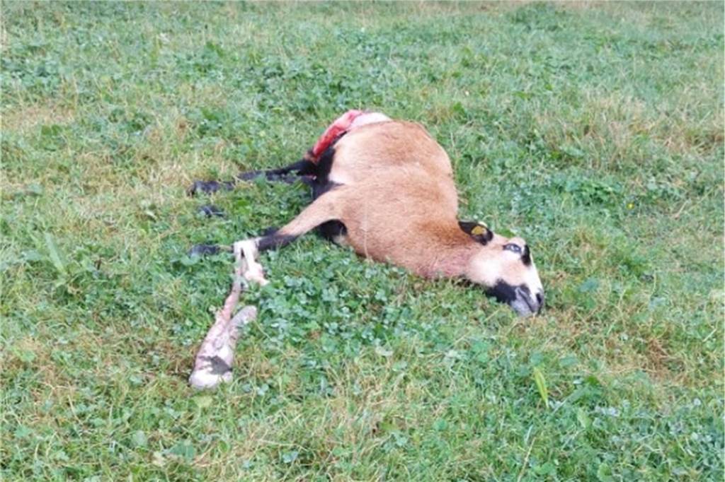 Weitere Schafsrisse in Schermbeck: AG Wolf meldet weitere Vorfälle Ein weiteres Schaf wurde am Montag (19. August) tot aufgefunden.