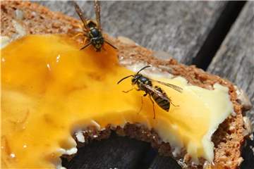 Ein Wespenstich kann für Allergiker lebensbedrohlich sein. Eine Injektion mit dem Hormon Adrenalin kann ein Ersticken verhindern. Foto: Karl-Josef Hildenbrand