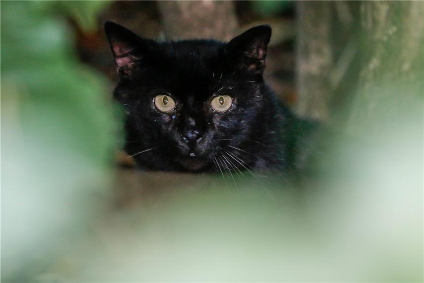 Vierter Antrag des Tierschutzvereins gegen Katzenelend Ein wild lebender Katzenwelpe in Scharnhorst. Eine Helferin des Katzenschutzvereins hat ihn und seine Geschwistern an einer Futterstelle Am Werzenkamp versorgt und das Muttertier kastrieren lassen.