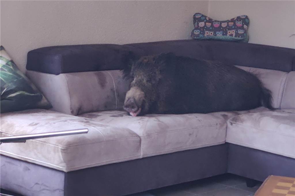 Geerbte Pinguine und Wildschweine im Wohnzimmer: Lustige Tiermeldungen aus NRW in 2022 Ein Wildschwein liegt auf einer Couch in einem Wohnzimmer in Hagen.
