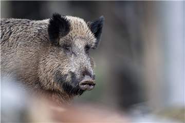 Ein Wildschwein (Symbolbild) hat am Sonntag für Aufregung in Lünen gesorgt. Das verletzte Tier wurde schließlich von einem Jäger getötet.