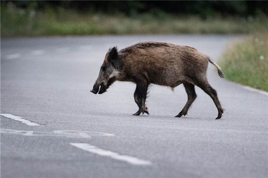 Ein Wildschwein war am Sonntag in Lünen unterwegs. Ein Jäger erlöste das schwer verletzte Tier am Nachmittag von seinen Qualen.