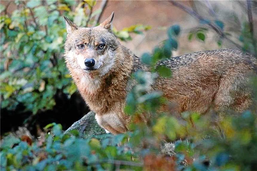 LANUV bestätigt Wolfsangriff auf Schafherde Ein Wolf hat im April die Schafherde von Hobbyzüchter Benedikt Hüttemann angegriffen. Foto: LANUV