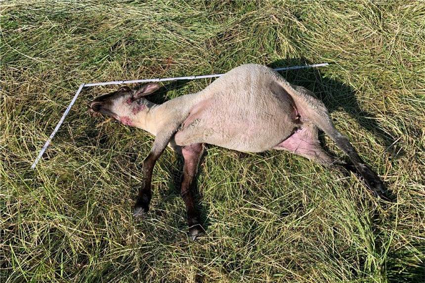 Wolf reißt mehrere Schafe in Hünxe Ein Wolf hat in Hünxe wiederholt Schafe gerissen.