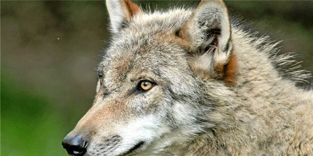 Wolf in einer beliebten Gegend für Spaziergänger in Reken gesichtet Ein Wolf, hier ein Exemplar im Tierpark Sababurg (Symbolbild) wurde eventuell in Reken gesichtet.