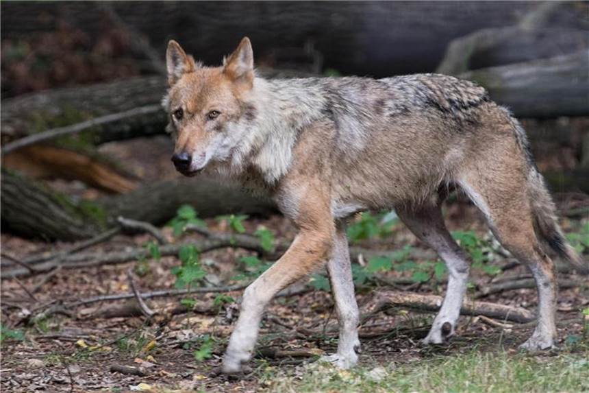 Wölfe: 60 Rudel und 18 Paare in Deutschland nachgewiesen Ein Wolf in einem Wildgehege. Foto: Monika Skolimowska/Illustration