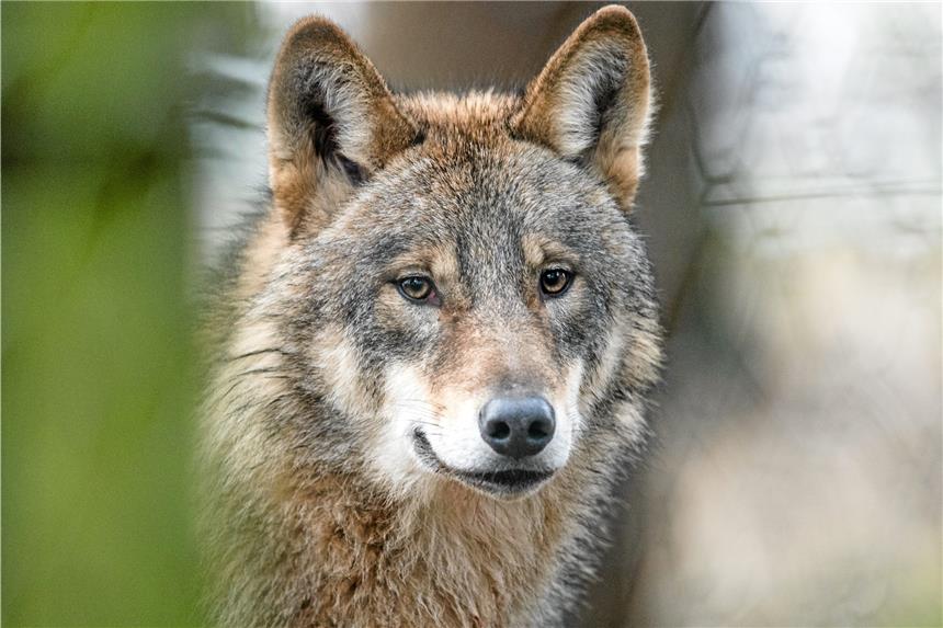 Wie sich Dortmunds Schäfer für die Ankunft des Wolfs wappnen Ein Wolf steht im Verdacht, rund 100 Kilometer von Dortmund entfernt ein Schaf gerissen zu haben.