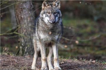 Ein Wolf steht in seinem Gehege im Wildpark Schorfheide. Foto: Patrick Pleul/Illustration