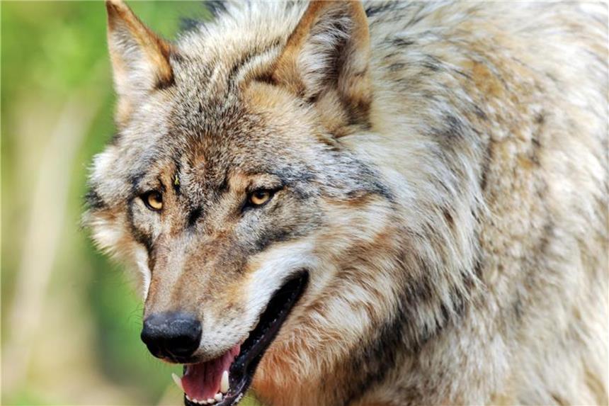 Ein Wolf streift durch ein Gehege des Wolfcenter Dörverden in Niedersachsen. Foto: Ingo Wagner/Archiv