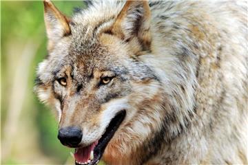 Ein Wolf streift durch ein Gehege des Wolfcenter Dörverden in Niedersachsen. Foto: Ingo Wagner/Archiv