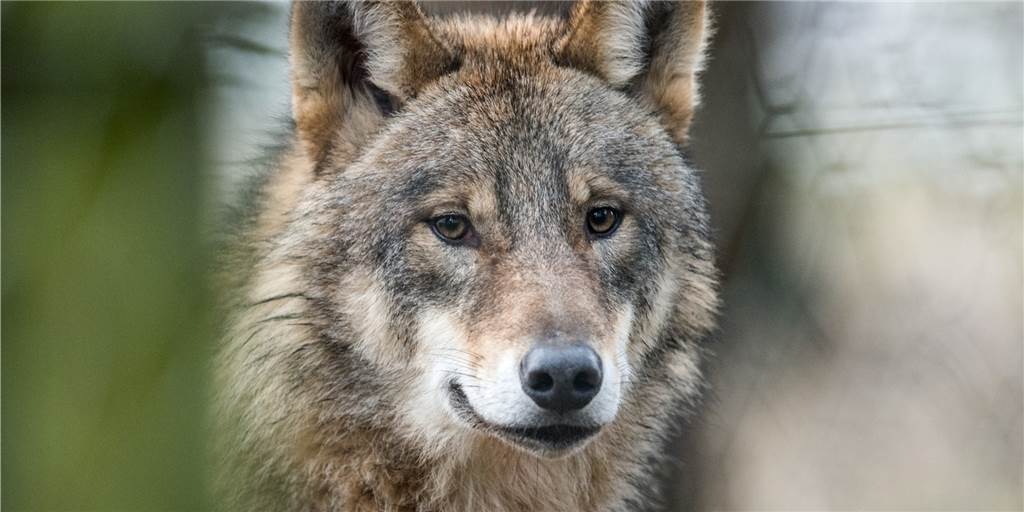 Zweijähriger Wolf ist in Reken sesshaft – Ortslandwirt noch gelassen Ein Wolf (Symbolbild) ist in Reken sesshaft geworden.