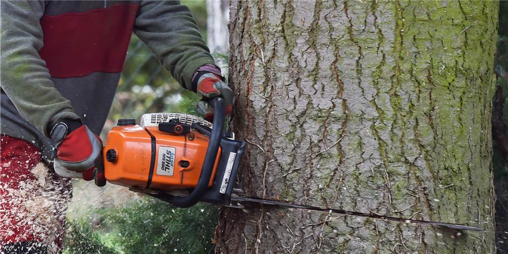 Hitze-Sommer: Wulfener will Grundstücksbesitzer in die Pflicht nehmen Eine Kettensäge fällt einen Baum.
