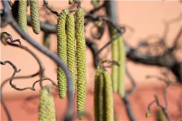 Ein Zeichen für den beginnenden Frühling ist die Blüte der Haselnuss. Foto: Andrea Warnecke/dpa-tmn