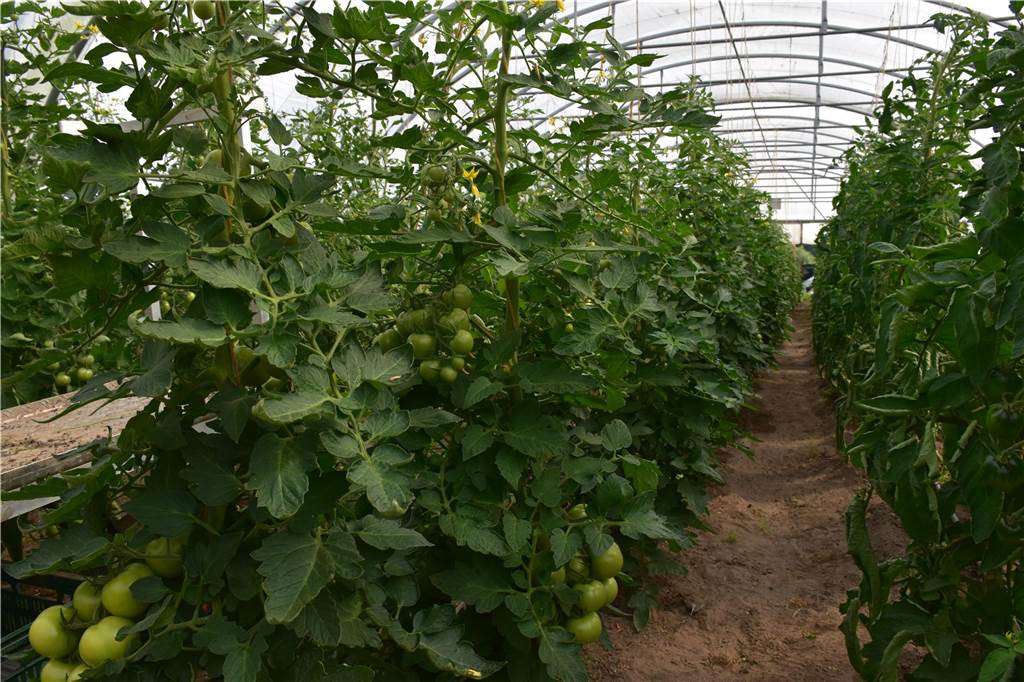Eindrücke vom Gelände der solidarischen Landwirtschaft in Waltrop.