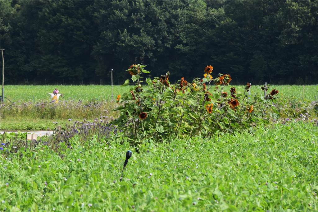 Eindrücke vom Gelände der solidarischen Landwirtschaft in Waltrop.