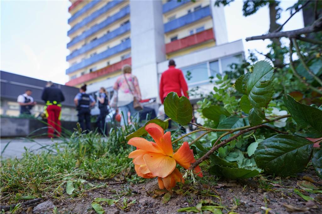 Zwei Kinder (7 und 11) in Hanau vermutlich getötet – Polizei fahndet nach Verdächtigem Eine abgeschnittene Rose liegt neben dem Hochhaus in Hanau, nachdem die Spurensicherung der Polizei zum Zweck der besseren Suche die Blumen und Sträucher davor abgeschnitten hatte.