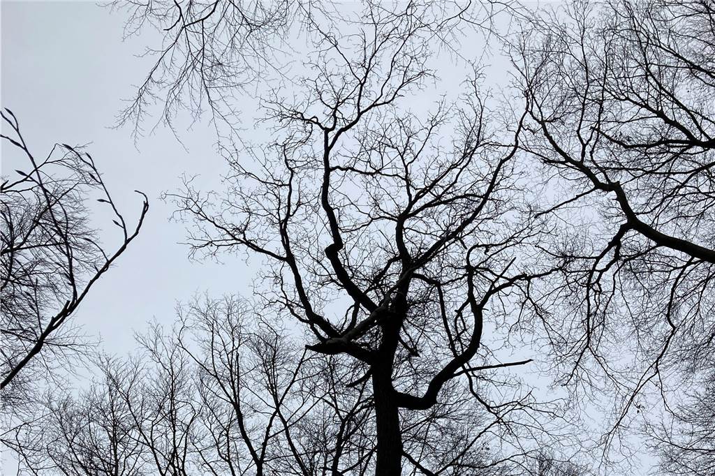 Eine Baumkrone im Wald am Buchenberg. Kronenverlichtungen sind als Klimaschäden gut zu erkennen.