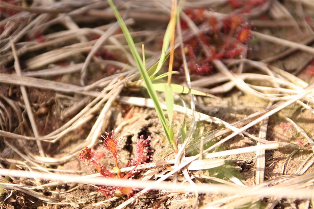 Ehepaar erhielt eine exklusive Führung durch die Borkenberge Eine besondere Flora und Fauna ist in den Borkenbergen zu finden: Das Foto zeigt Sonnentau, eine fleischfressende Pflanze.