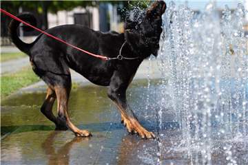 Eine Bestrafung muss direkt nach dem Fehlverhalten erfolgen, sonst versteht sie der Hund nicht. Zielführender ist es, dem Hund durch Belohnen das gewünschte Verhalten anzutrainieren. Foto: Lisa Ducret