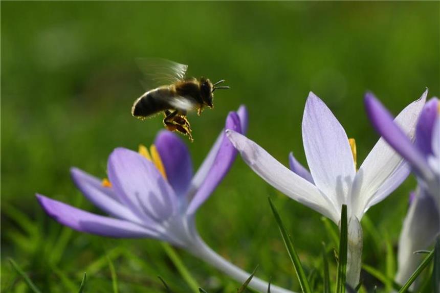 Imkervereine besorgt: Zu viele Amateur-Bienenhalter Eine Biene fliegt einen blühenden Krokus an. In Deutschland steigt die Zahl der Hobby-Bienenhalter. Foto: Patrick Seeger