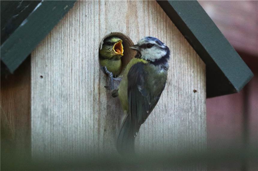 Stadtverwaltung Haltern zieht Bilanz zum Einsatz von Meisenkästen Eine Blaumeise füttert ihren Nachwuchs an einem Nistkasten.