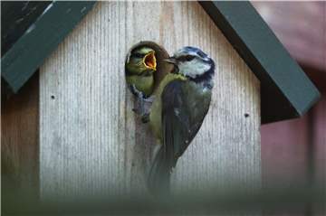 Eine Blaumeise füttert ihren Nachwuchs an einem Nistkasten.