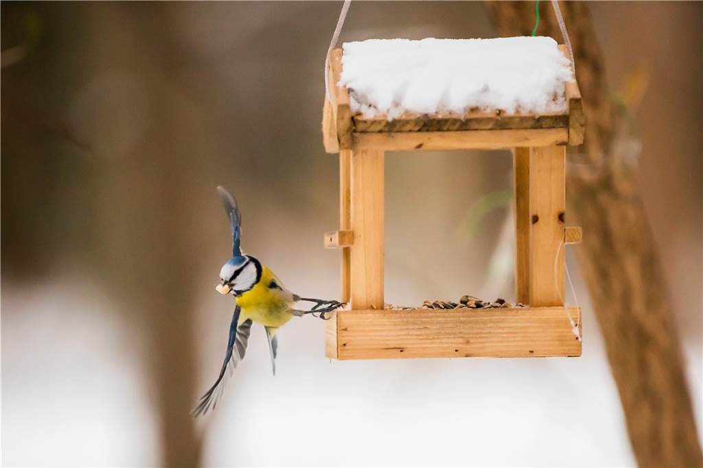 Winter-Chaos: Schwere Schlittenunfälle bei Kindern - Eurobahn fährt wieder – Liveblog Eine Blaumeise holt sich im Tiergarten an einem Vogelhäuschen Futter.
