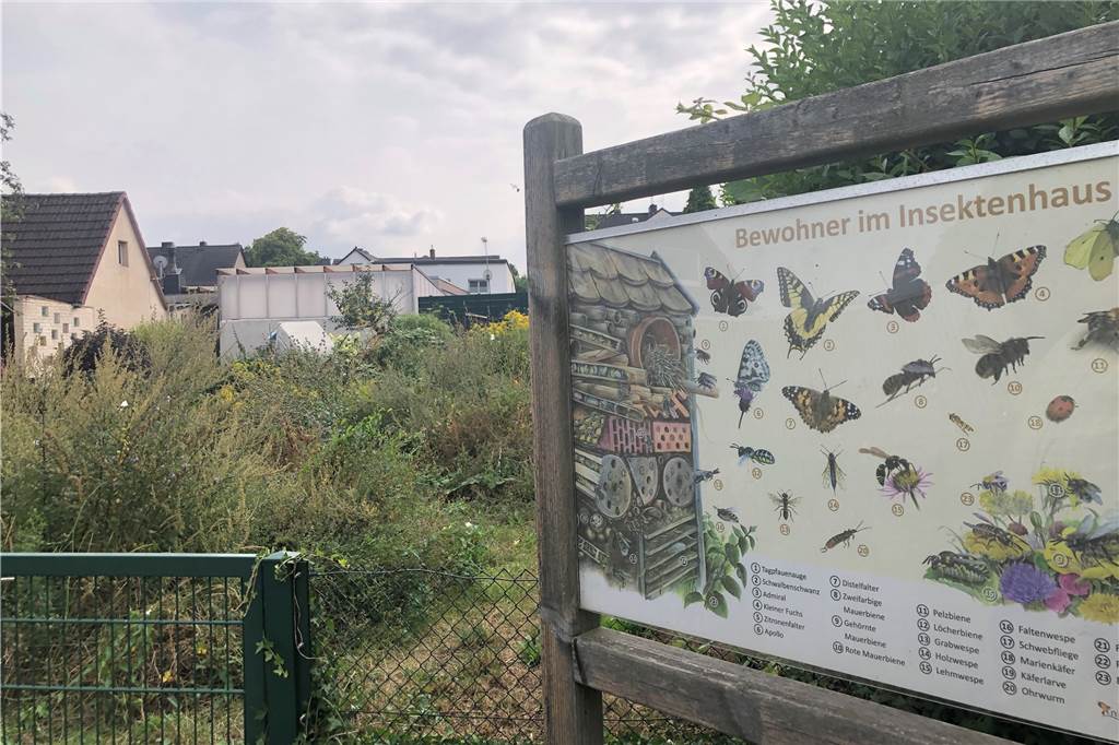 Kleingartenverein in Castrop-Rauxel: Klischees haben ausgedient Eine Blühwiese für Insekten hat der Kleingartenverein Castrop-Rauxel-Nord angelegt.