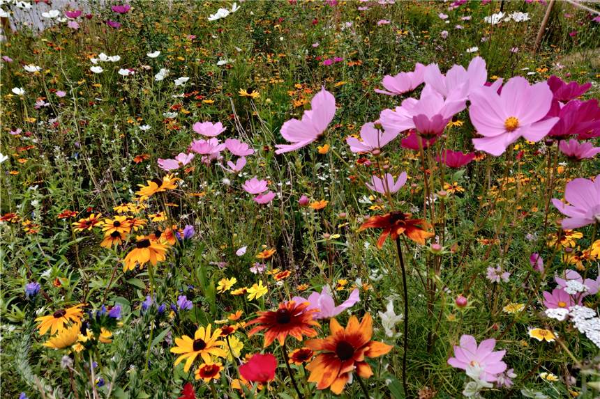 Eine Blühwiese wie diese steigert das Nahrungsangebot für Insekten wie Wildbienen oder Schmetterlinge.