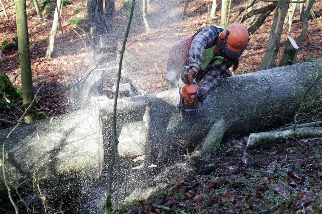 Stürme fällen in den Wäldern von Cappenberg hunderte Bäume Eine Buche hielt den Stürmen am Wochenende nicht Stand und stürzte im Kohuesholz über einen der Wege. Timothy Knight zersägte sie in für den Greifer handlichere Stücke.